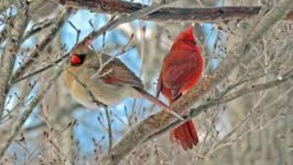 Male and female cardinals sitting in a tree