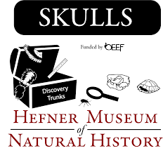 Skulls from Hefner Museum of Natural History