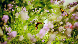 butterfly amongst sunny wildflowers