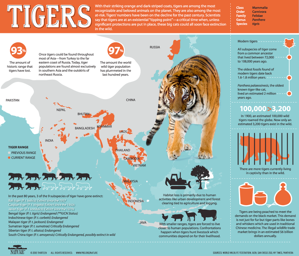 tiger infographic 2